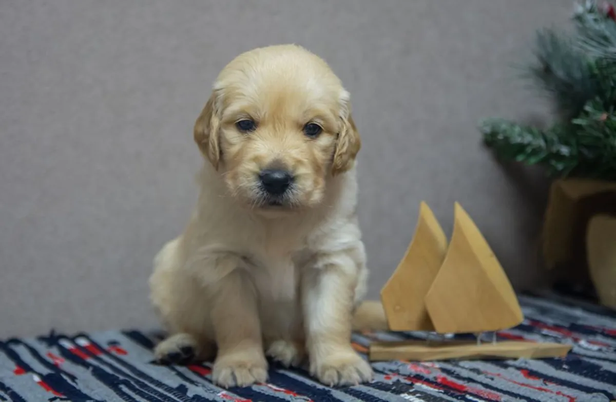 CHIOTS GOLDEN RETRIEVER À ISTANBUL