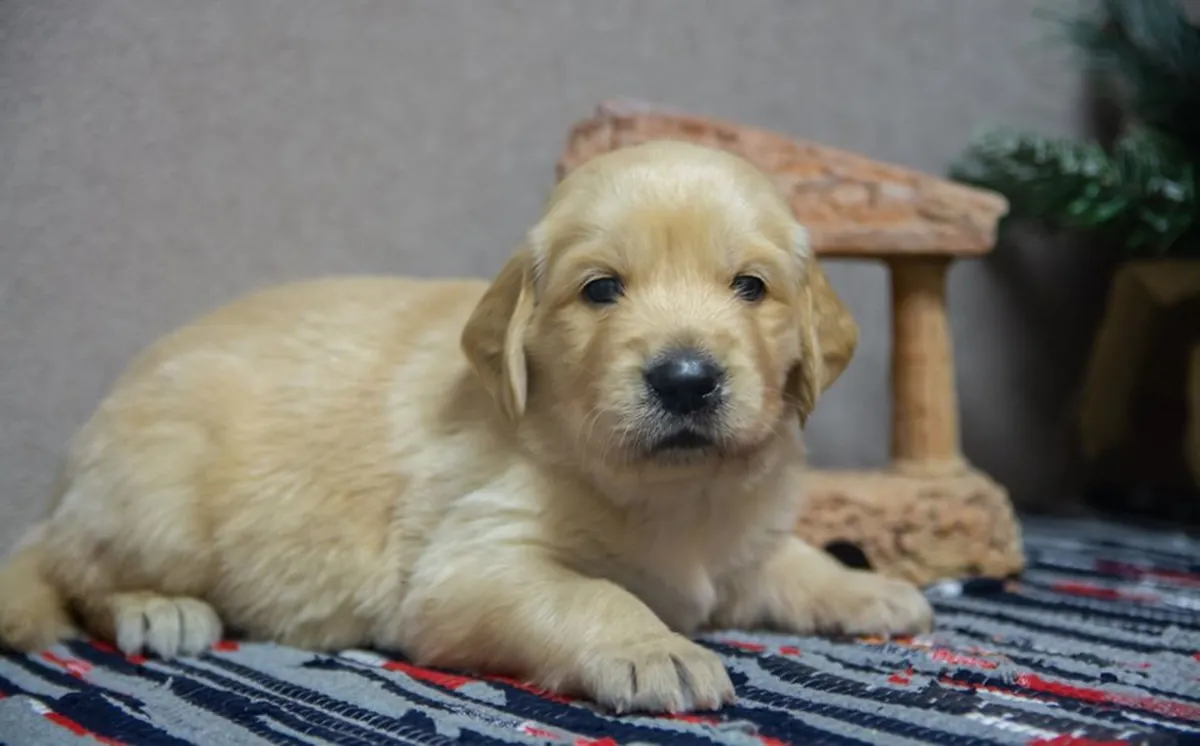 CHIOTS GOLDEN RETRIEVER À ISTANBUL