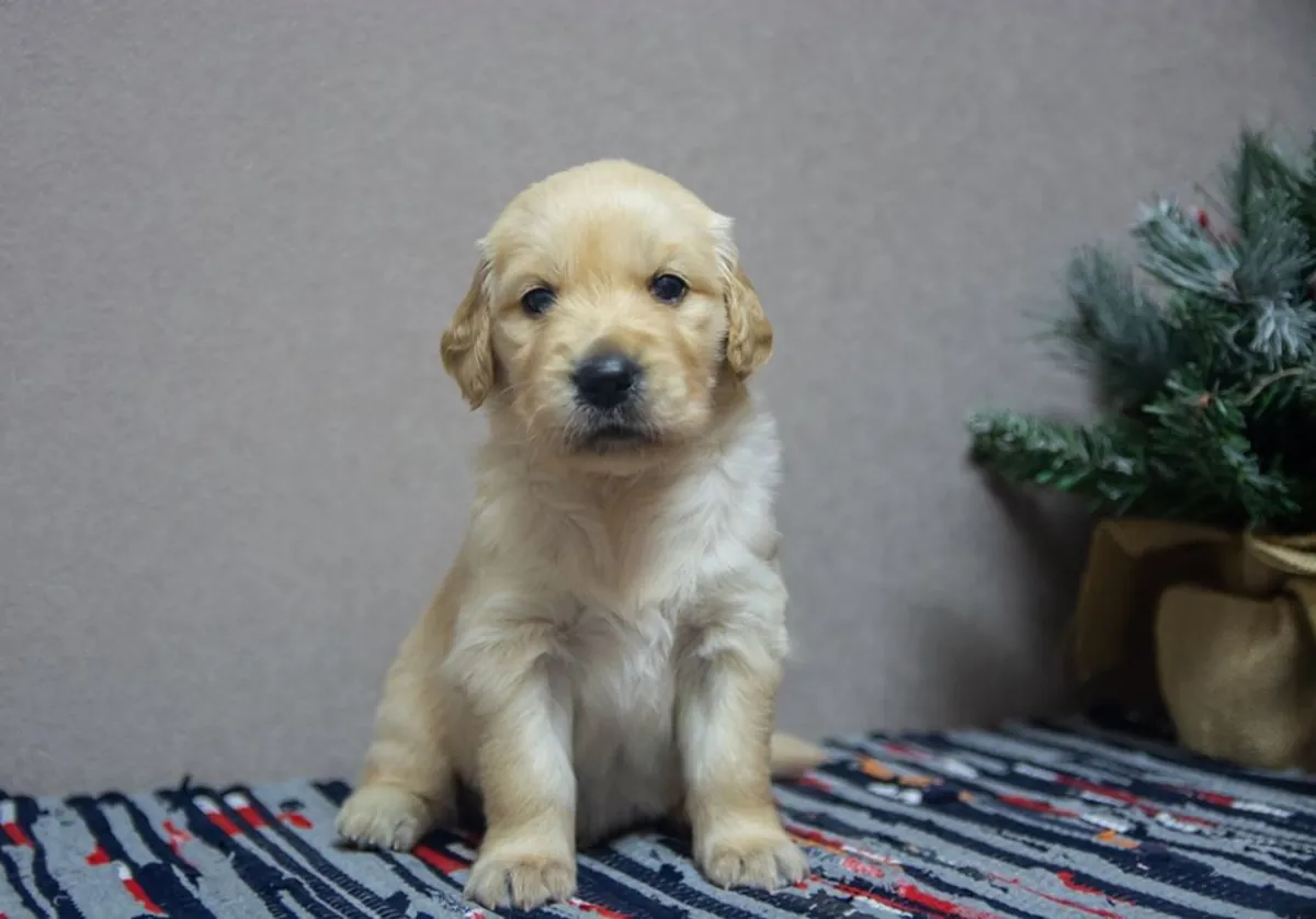 CHIOTS GOLDEN RETRIEVER À ISTANBUL
