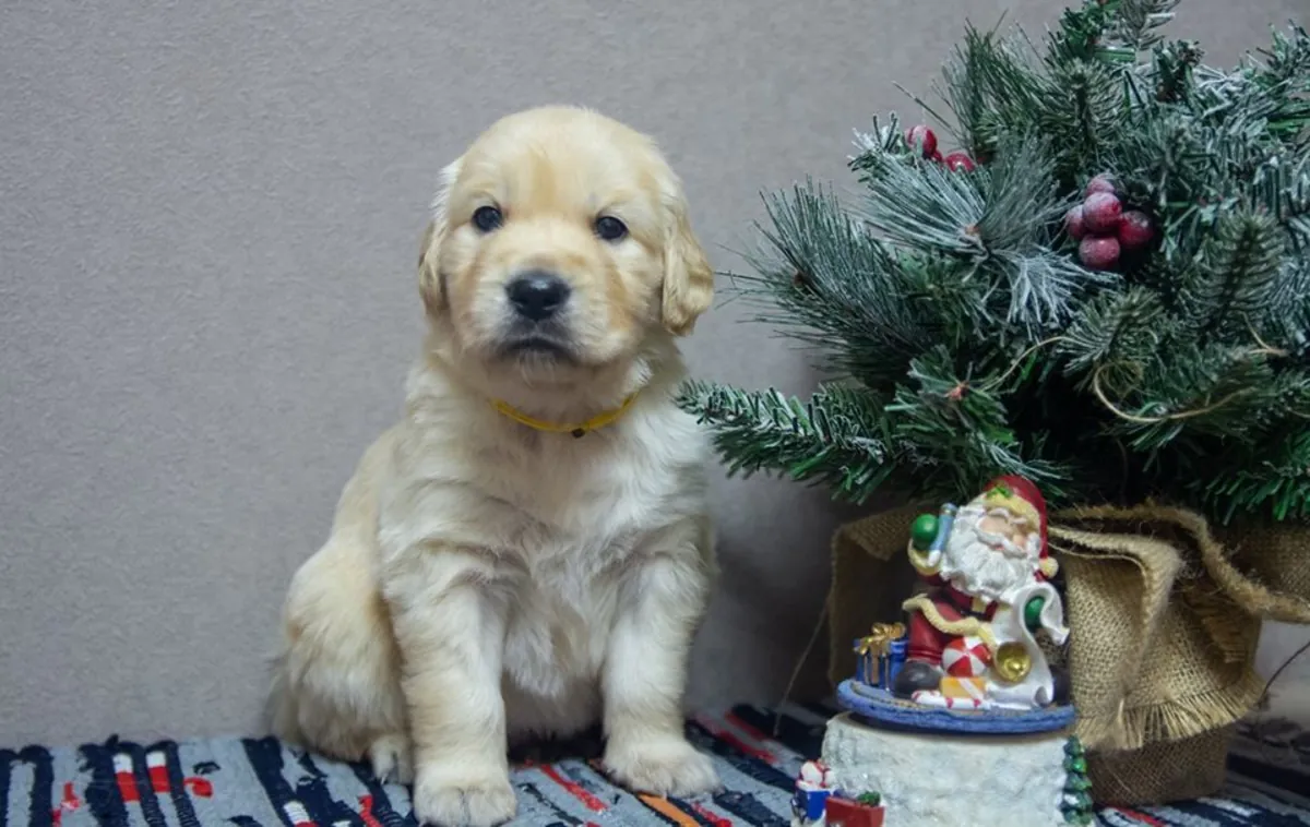 CHIOTS GOLDEN RETRIEVER À ISTANBUL