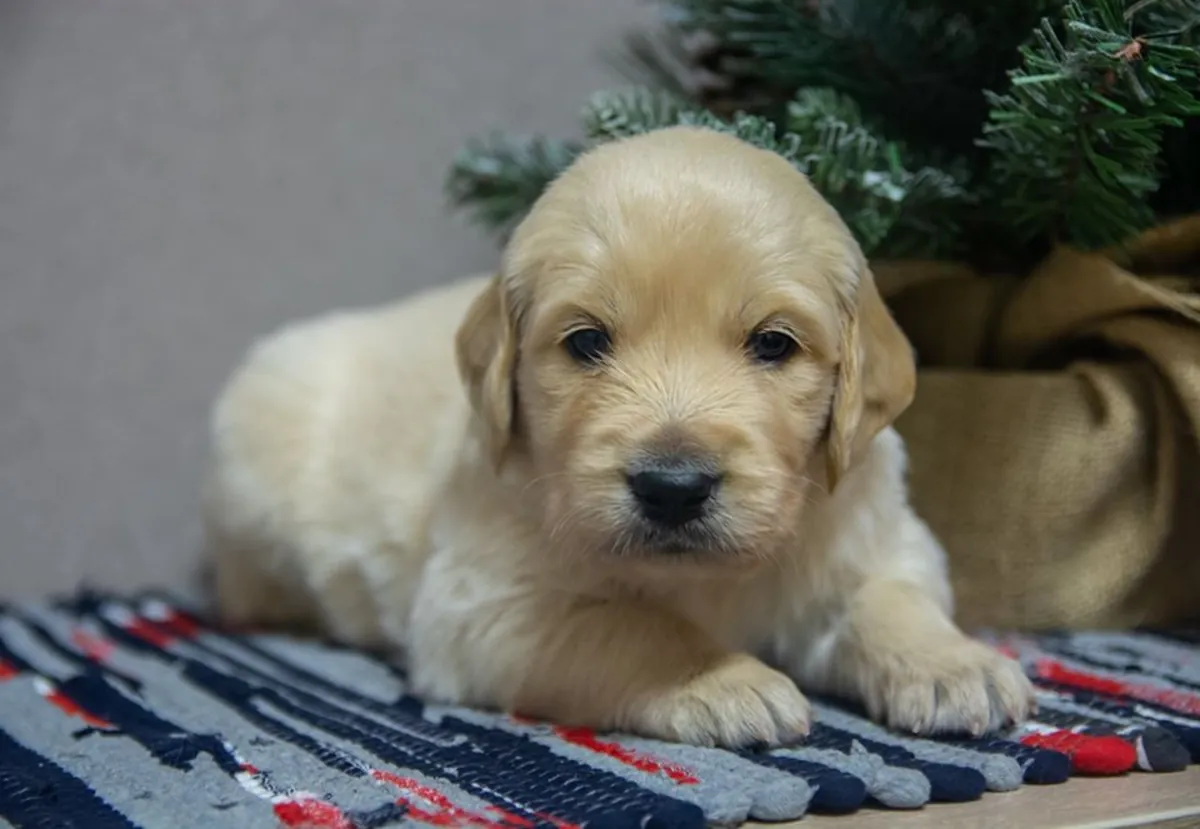 CHIOTS GOLDEN RETRIEVER À ISTANBUL