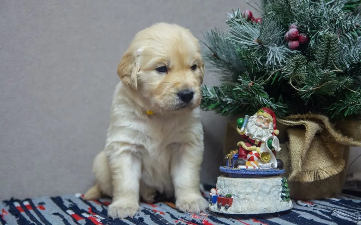 CHIOTS GOLDEN RETRIEVER À ISTANBUL