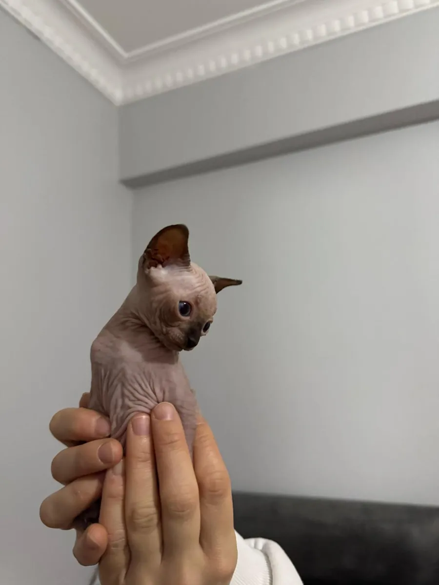 CHIOTS SPHINX DE RACE PURE