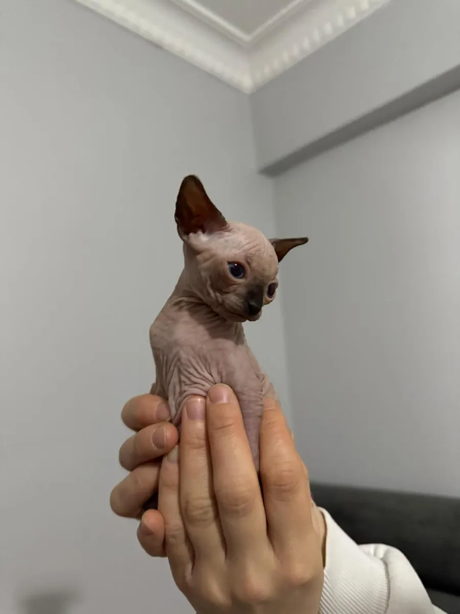 CHIOTS SPHINX DE RACE PURE