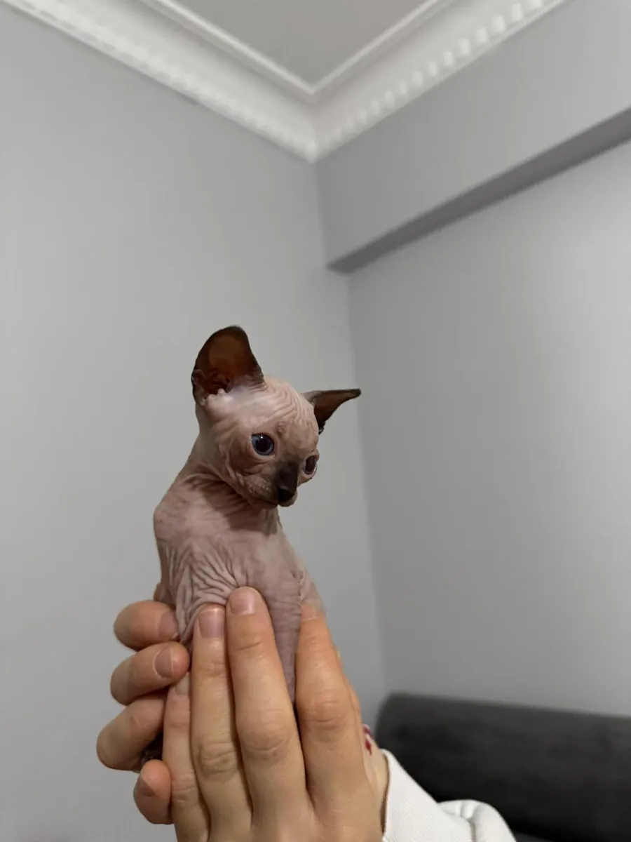 CHIOTS SPHINX DE RACE PURE