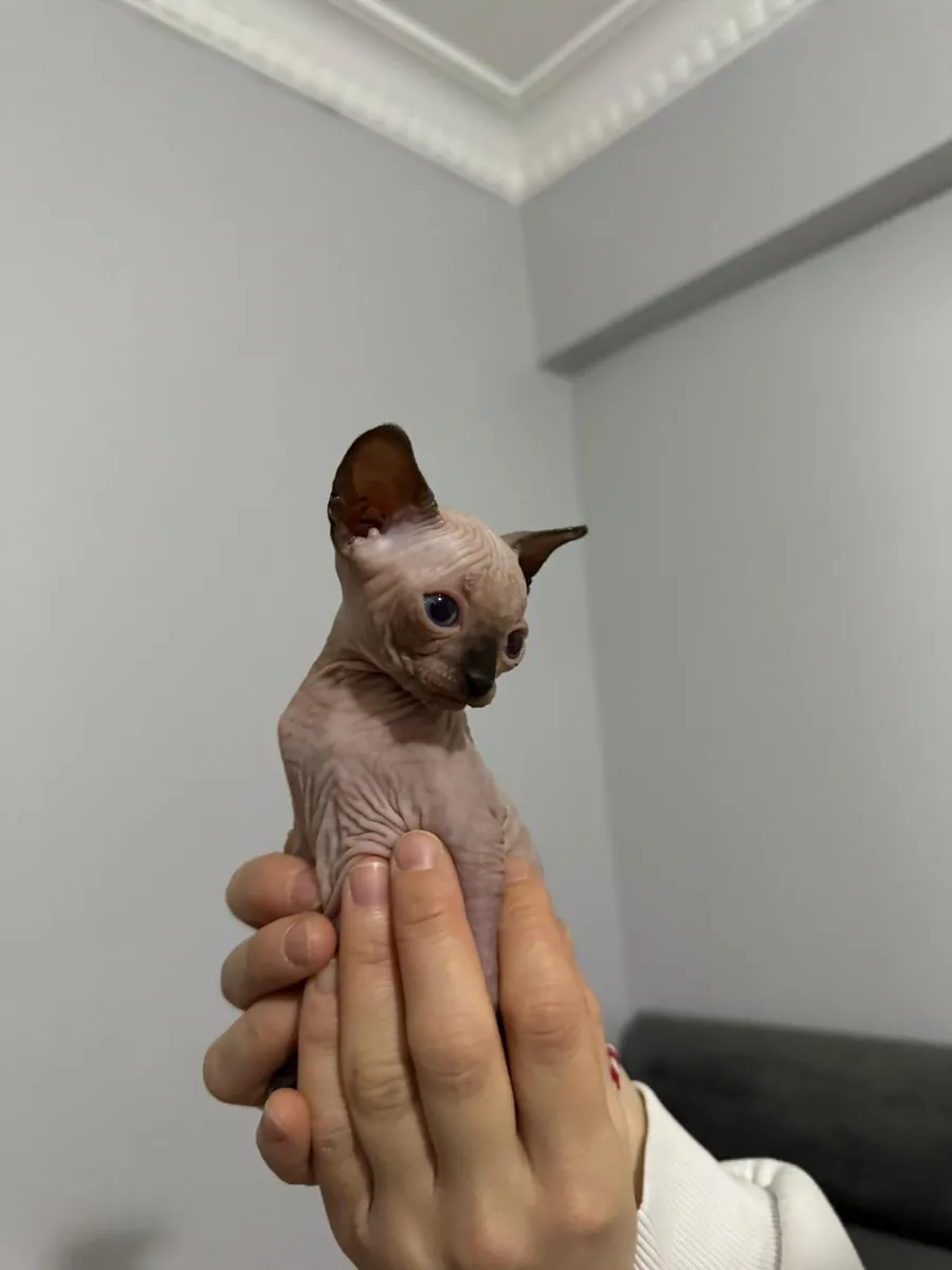 CHIOTS SPHINX DE RACE PURE