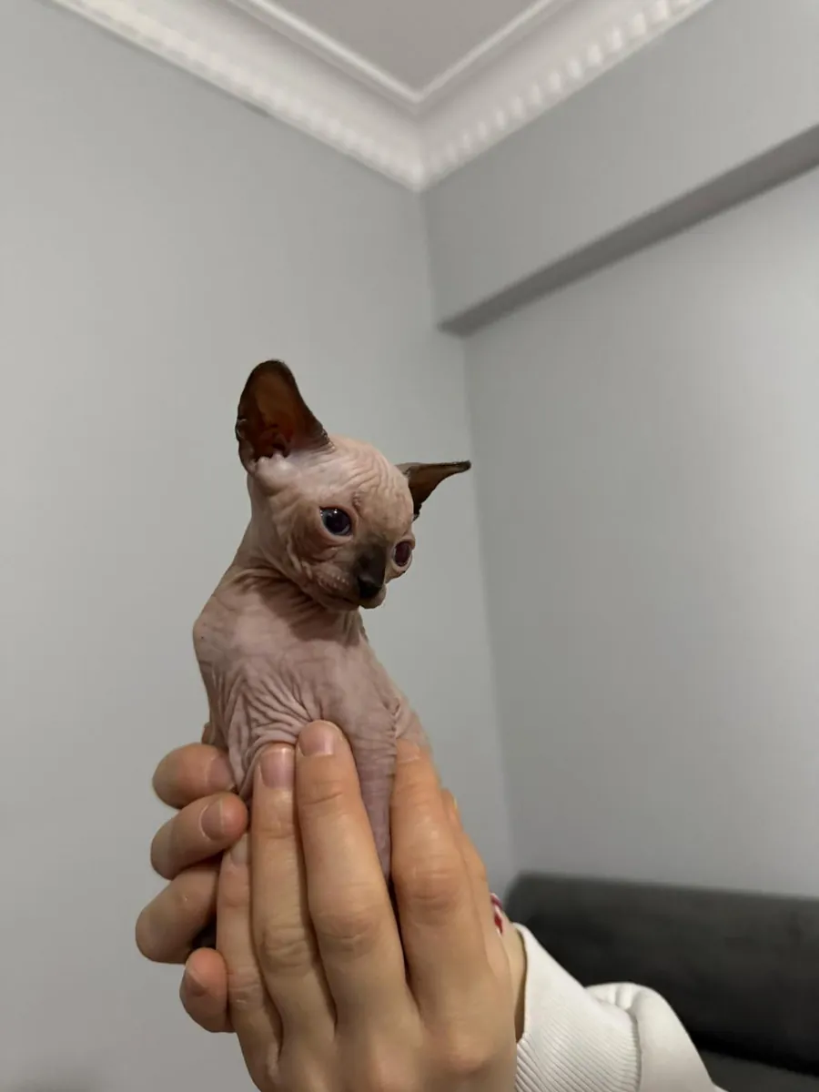 CHIOTS SPHINX DE RACE PURE