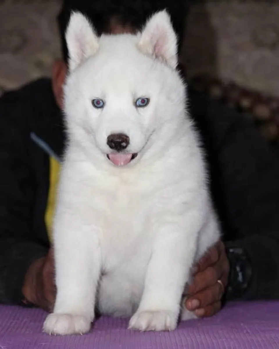 BEYAZ HUSKY SİBİRYA YAVRULARI