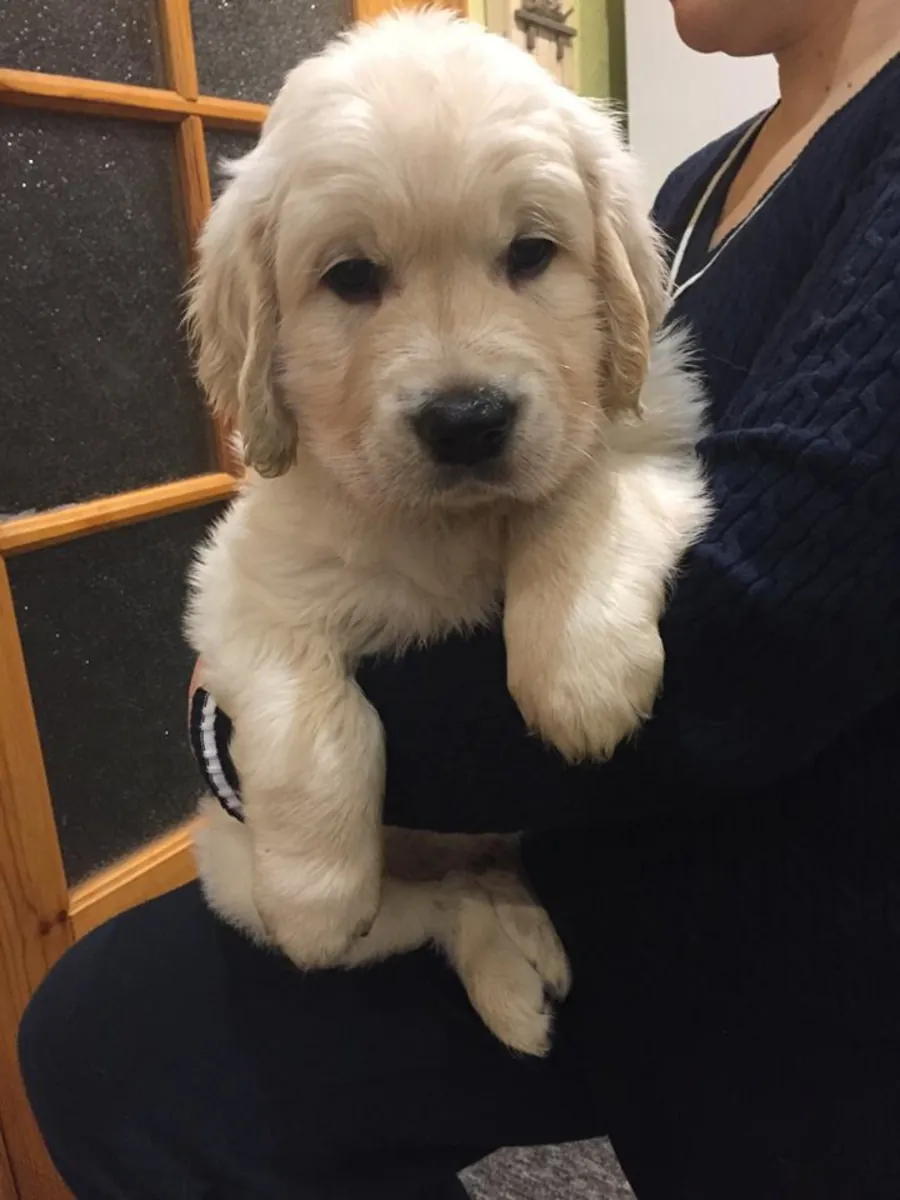 NOS CHIOTS GOLDEN RETRIEVER SONT ARRIVÉS !