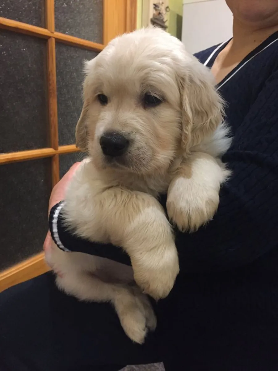 NOS CHIOTS GOLDEN RETRIEVER SONT ARRIVÉS !