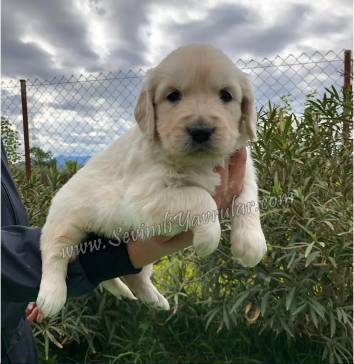 GARANTIE DE RACE GOLDEN RETRIEVER
