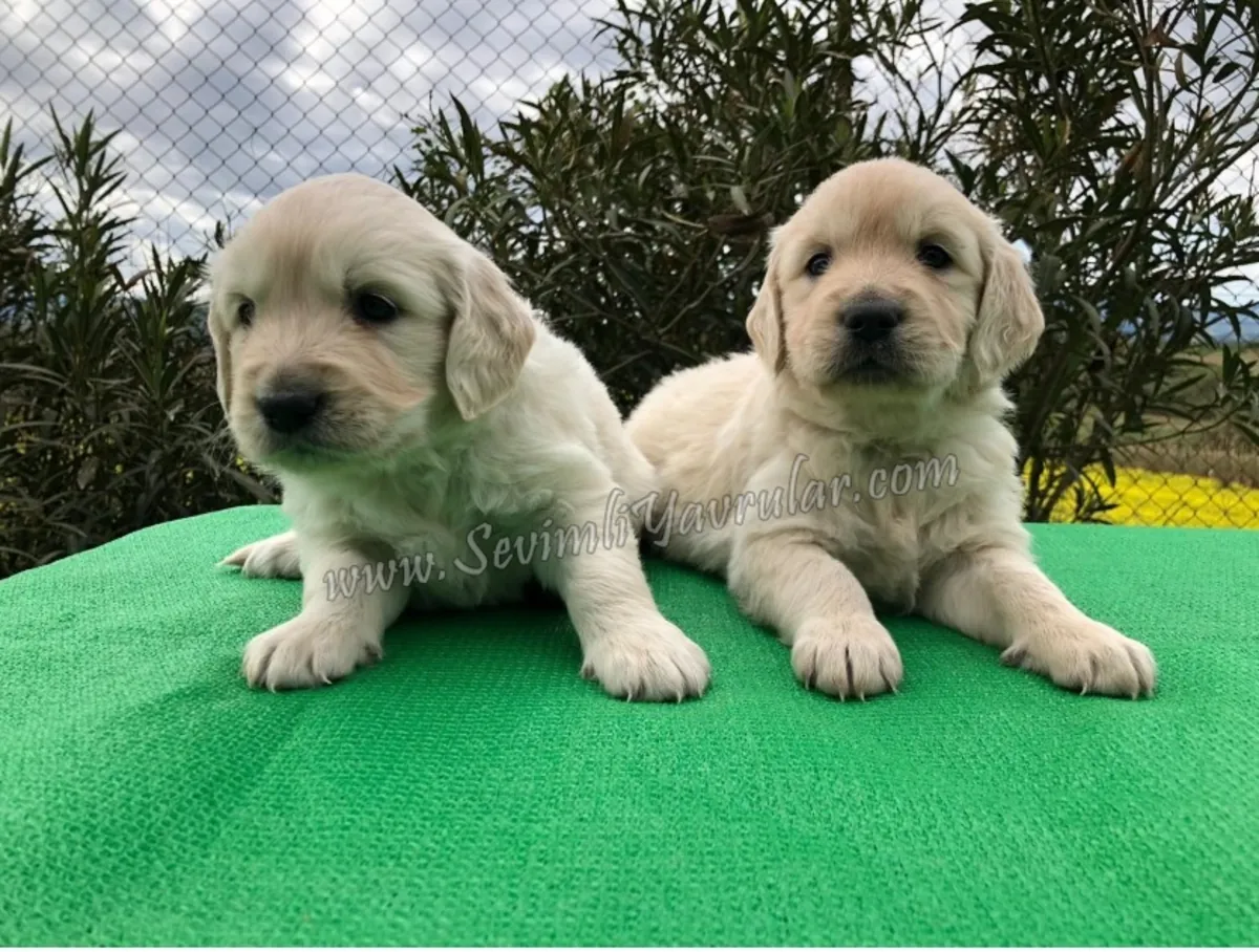 GARANTIE DE RACE GOLDEN RETRIEVER