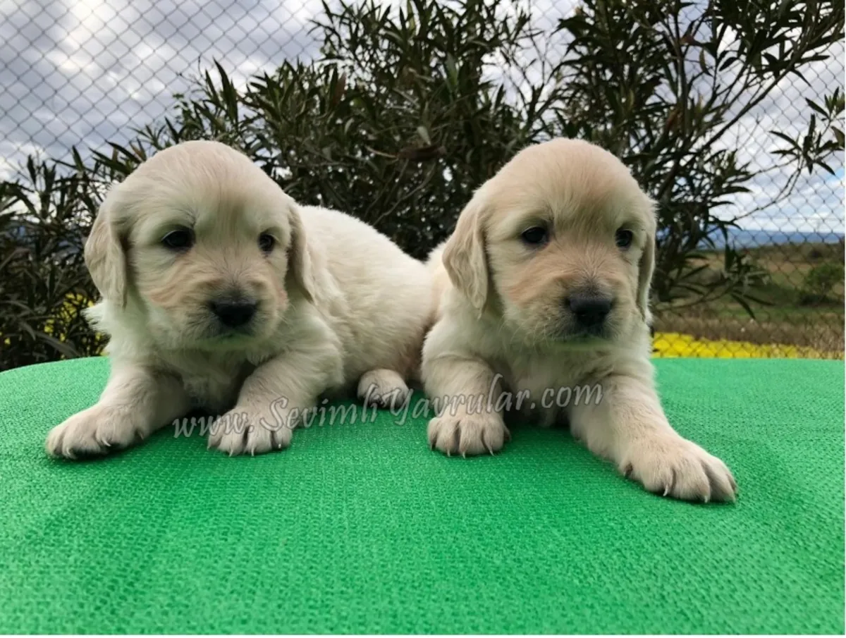 GARANTIE DE RACE GOLDEN RETRIEVER