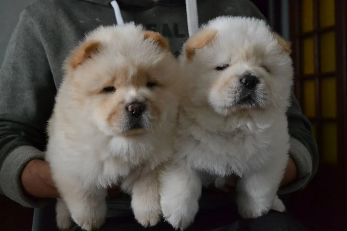 chiots Chow Chow (lion chinois)