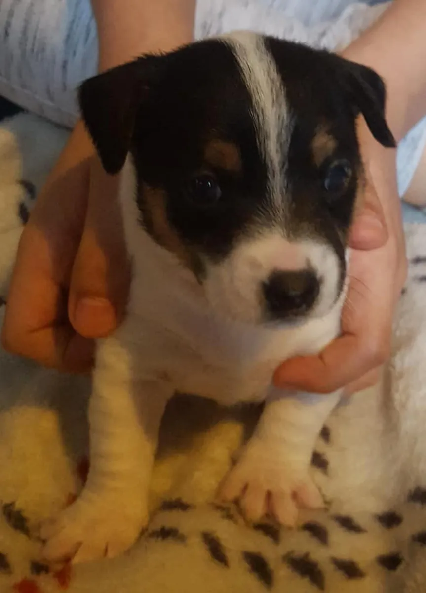 Chiots Jack Russell