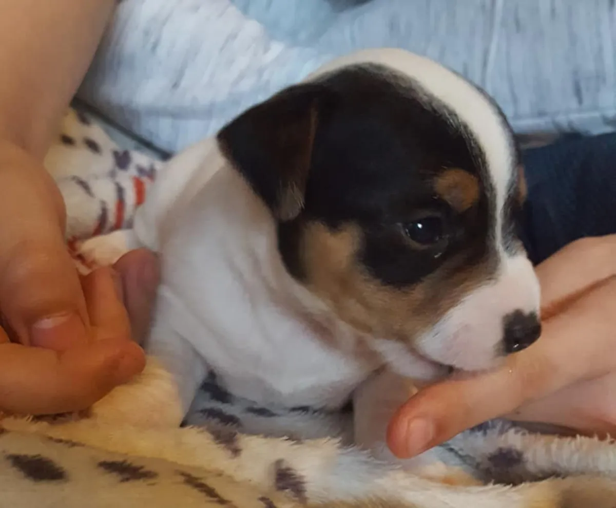 Chiots Jack Russell