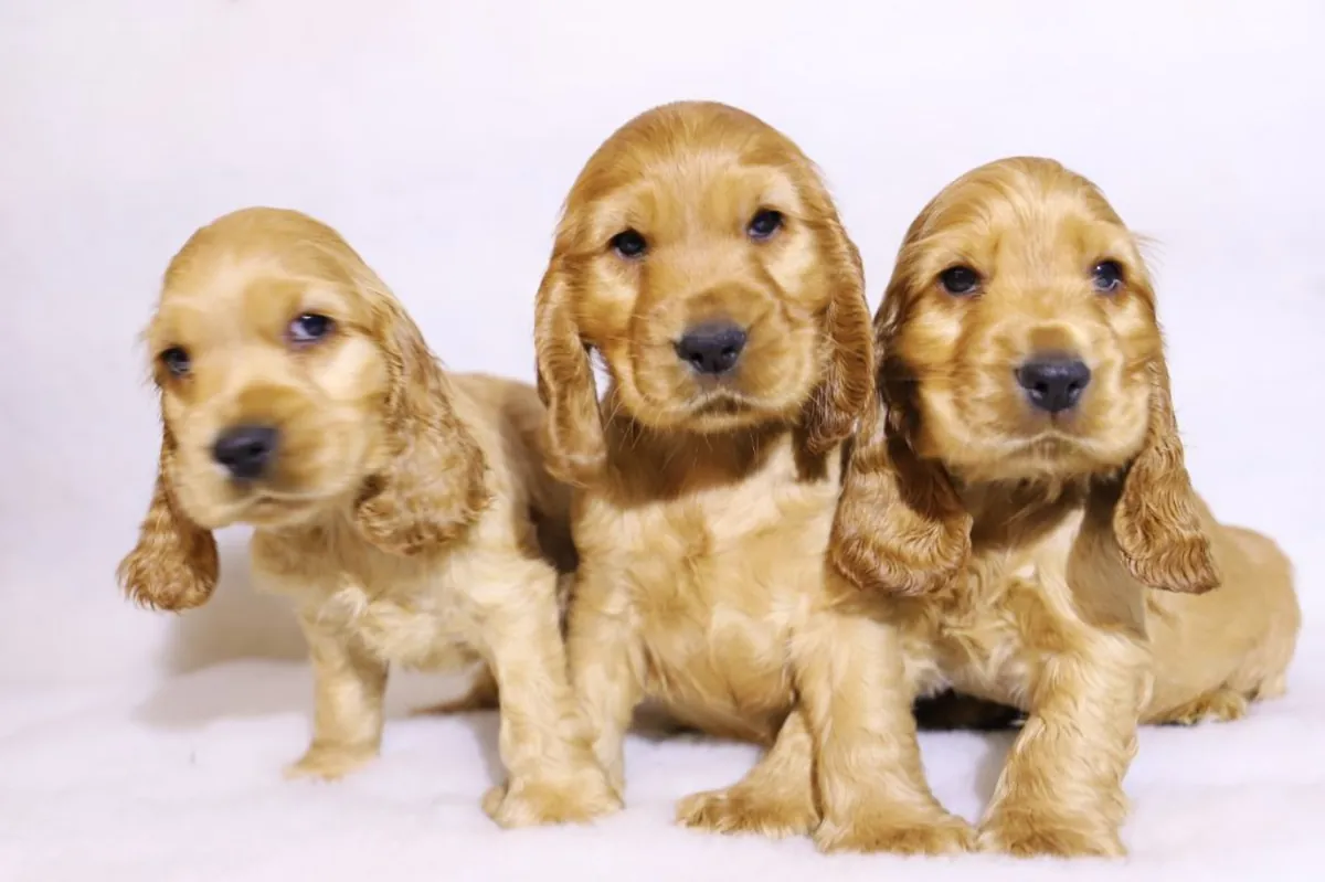 IRK GARANTİLİ COCKER YAVRULARI