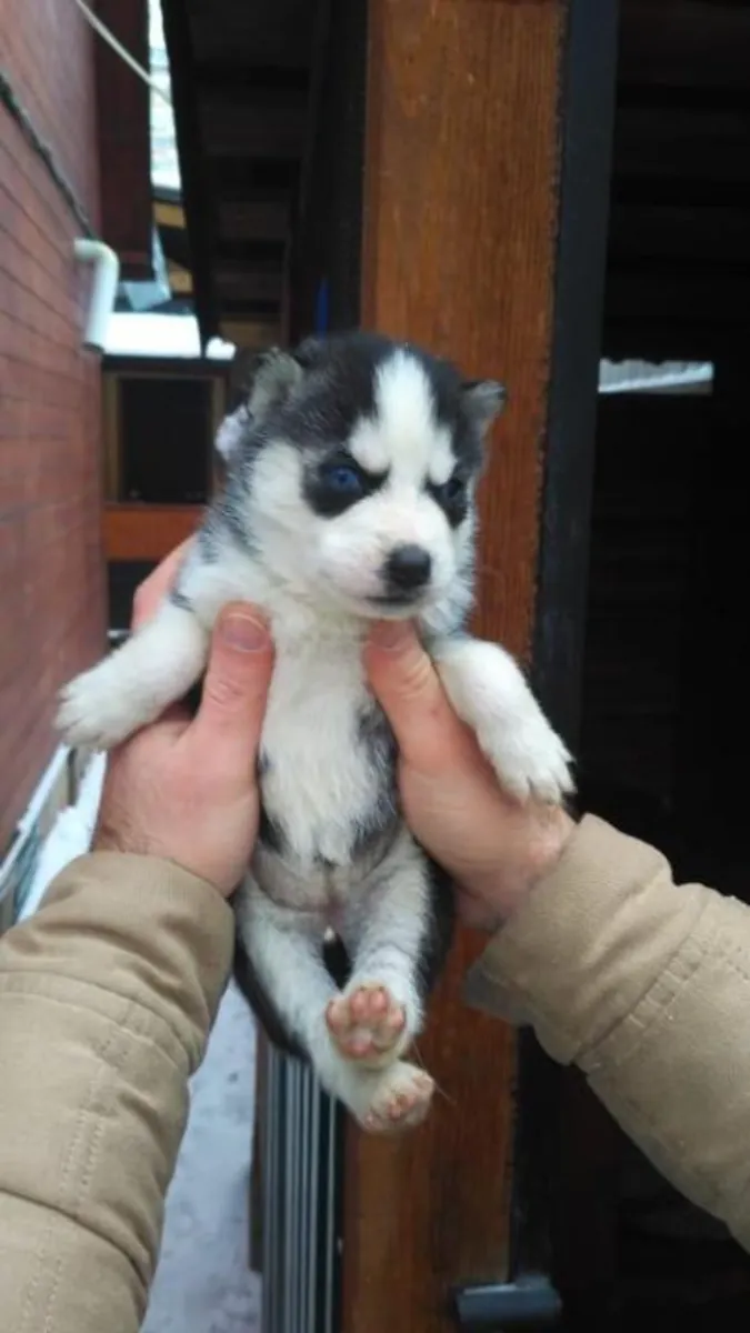CHIOTS HUSKY DE SIBÉRIE