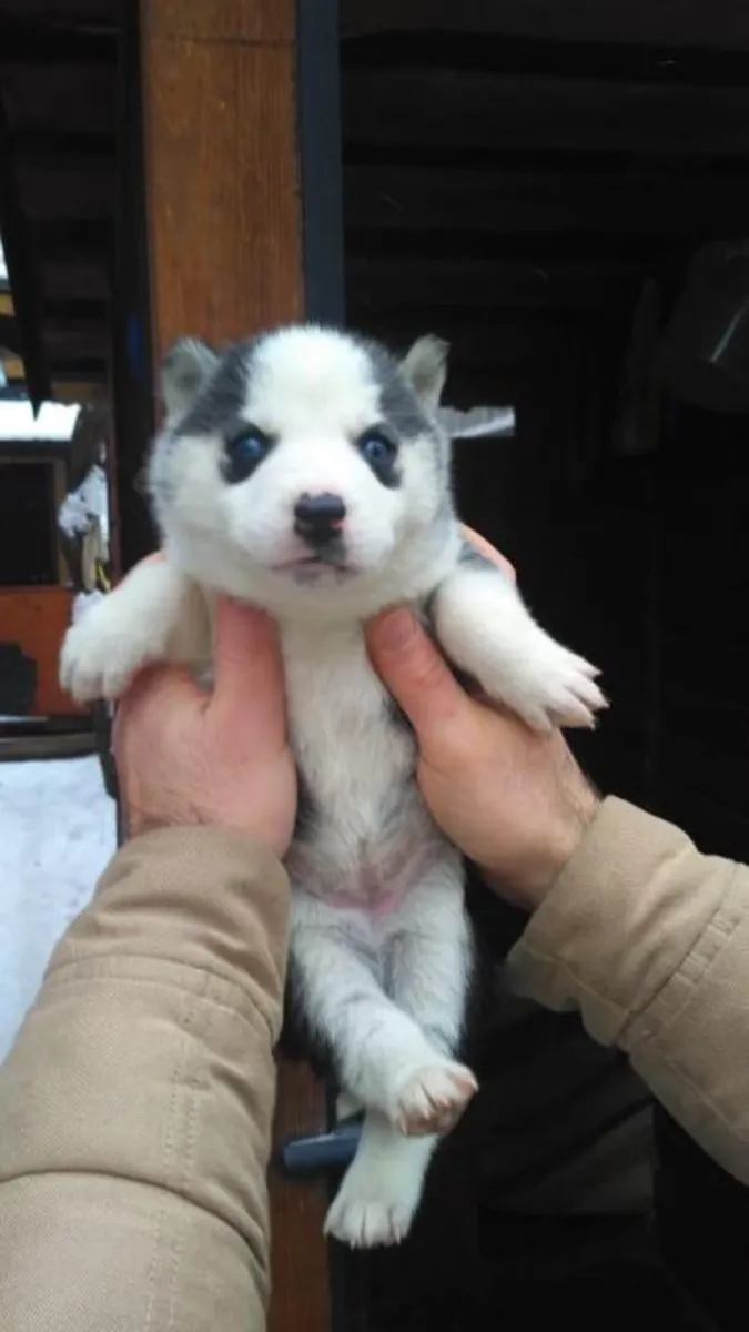 CHIOTS HUSKY DE SIBÉRIE