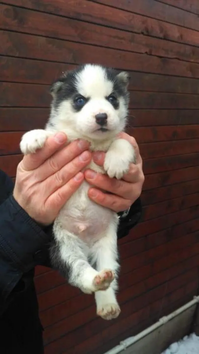 CHIOTS HUSKY DE SIBÉRIE