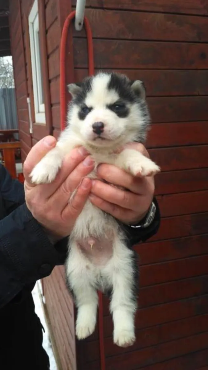 CHIOTS HUSKY DE SIBÉRIE