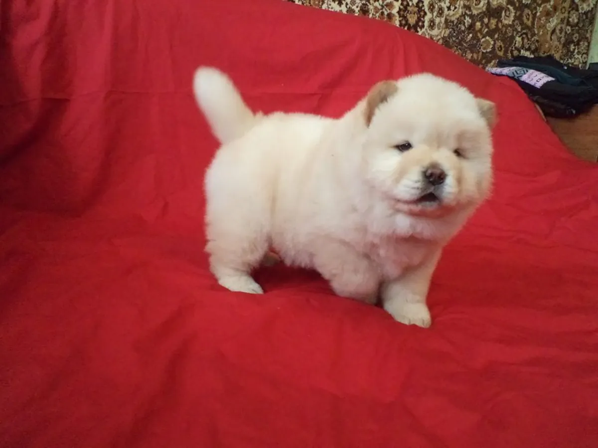 CHIOTS CHOW CHOW DE HAUTE QUALITÉ