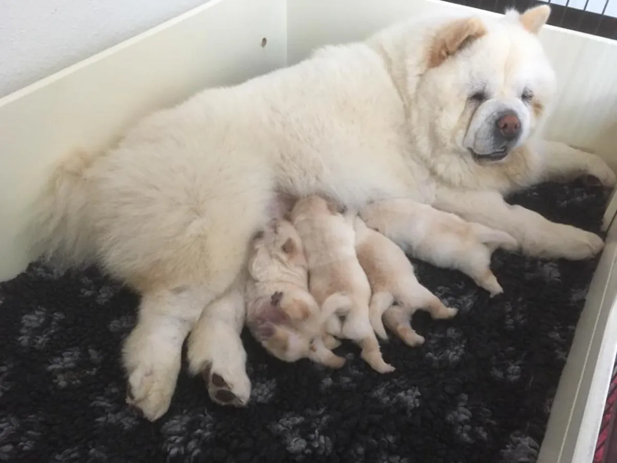 CHIOTS CHOW CHOW DE HAUTE QUALITÉ