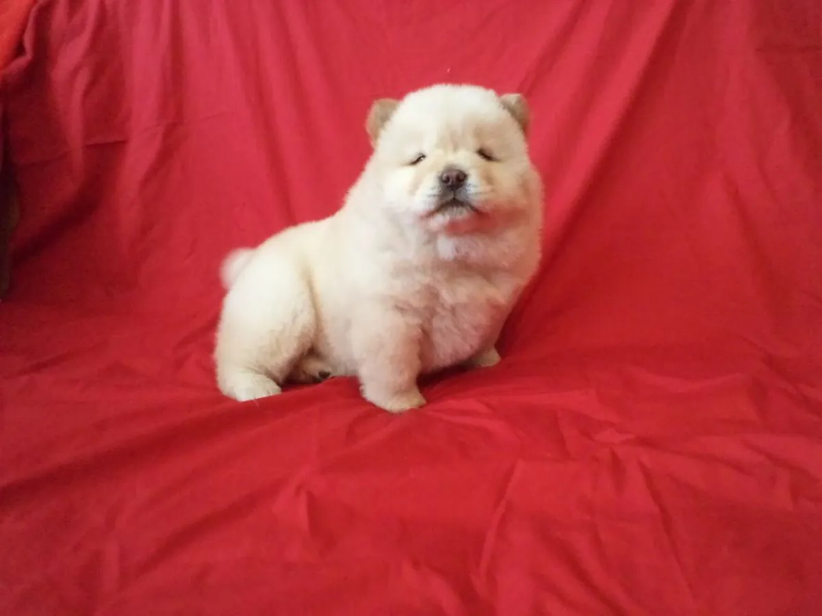 CHIOTS CHOW CHOW DE HAUTE QUALITÉ