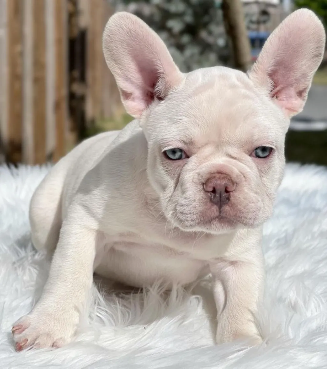 CHIOTS BOULEDOGUE FRANÇAIS