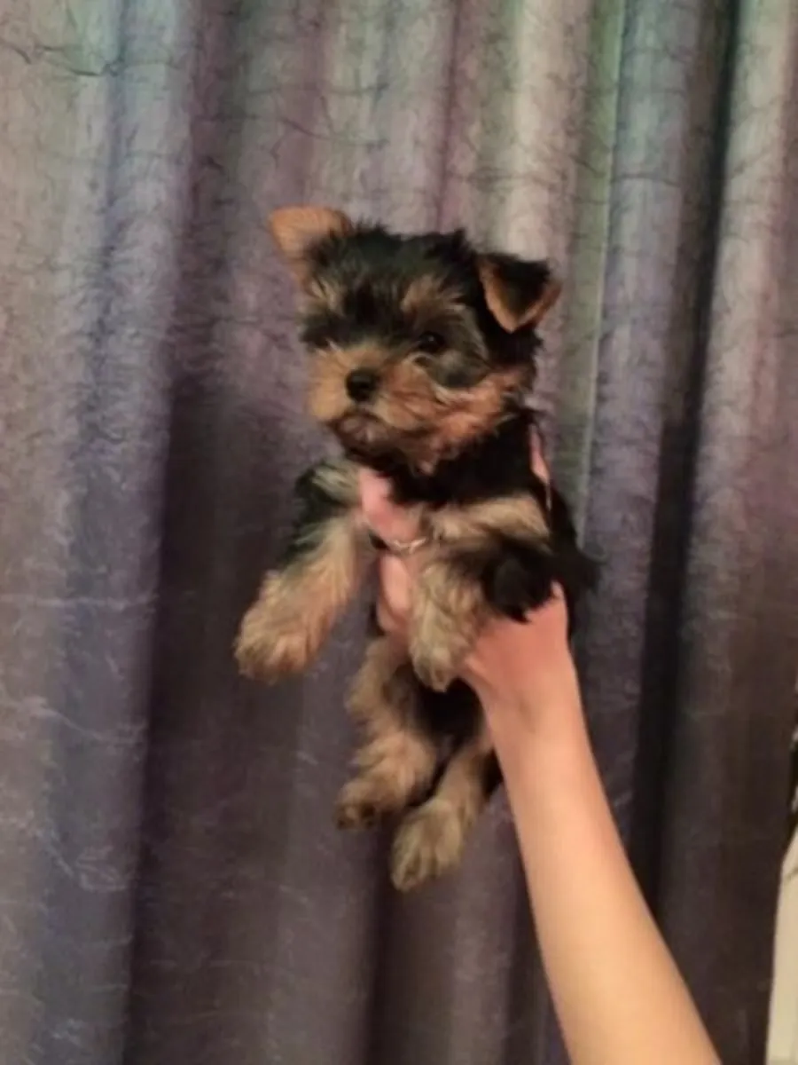 CHIOTS YORKSHIRE TERRIER