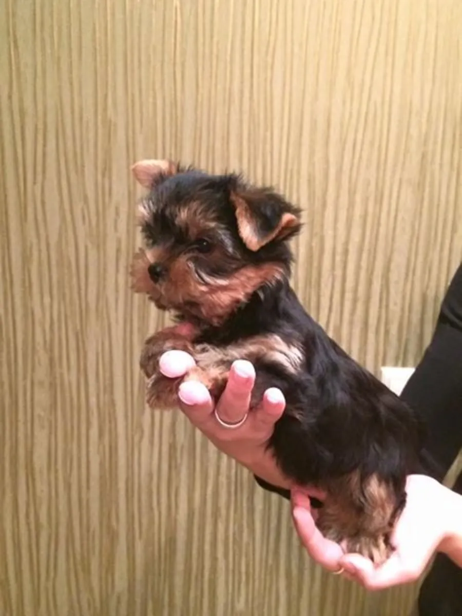 CHIOTS YORKSHIRE TERRIER
