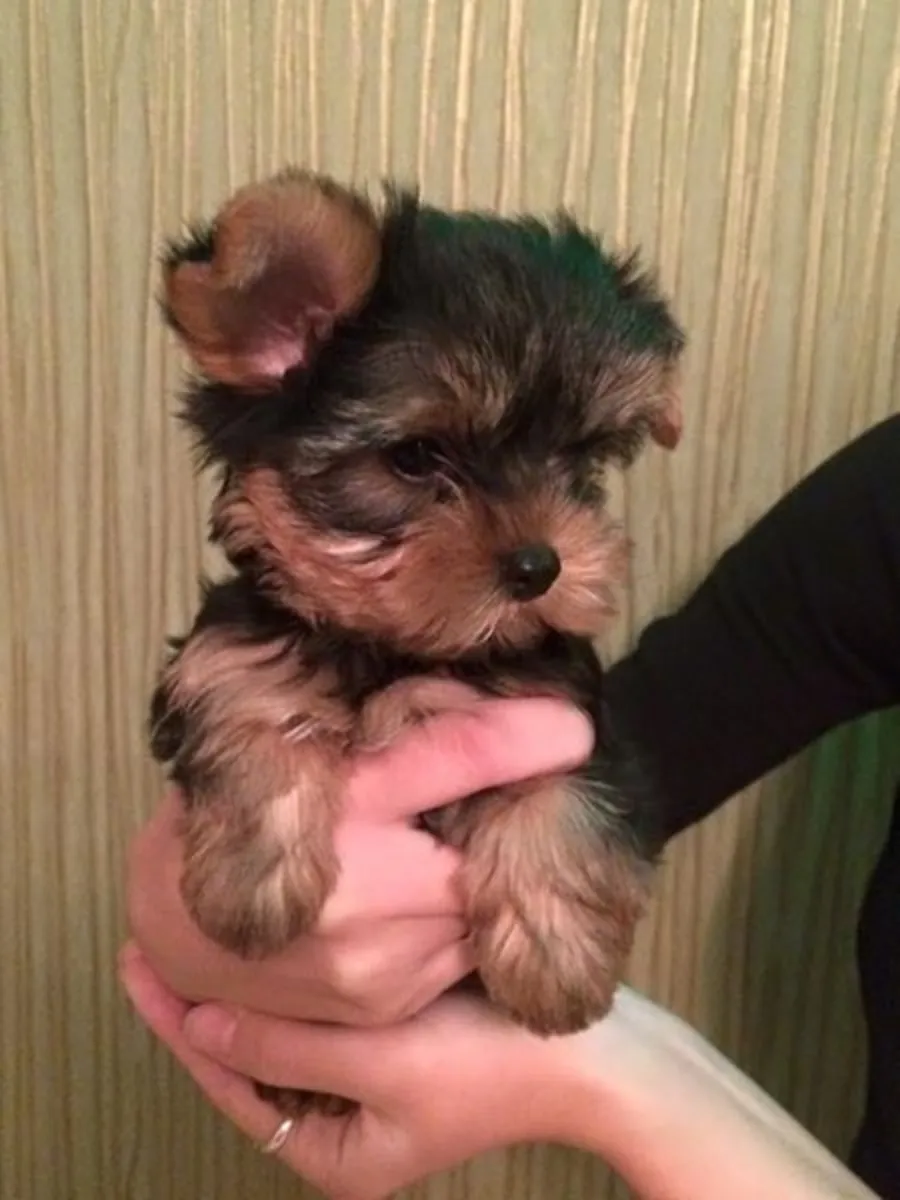 CHIOTS YORKSHIRE TERRIER