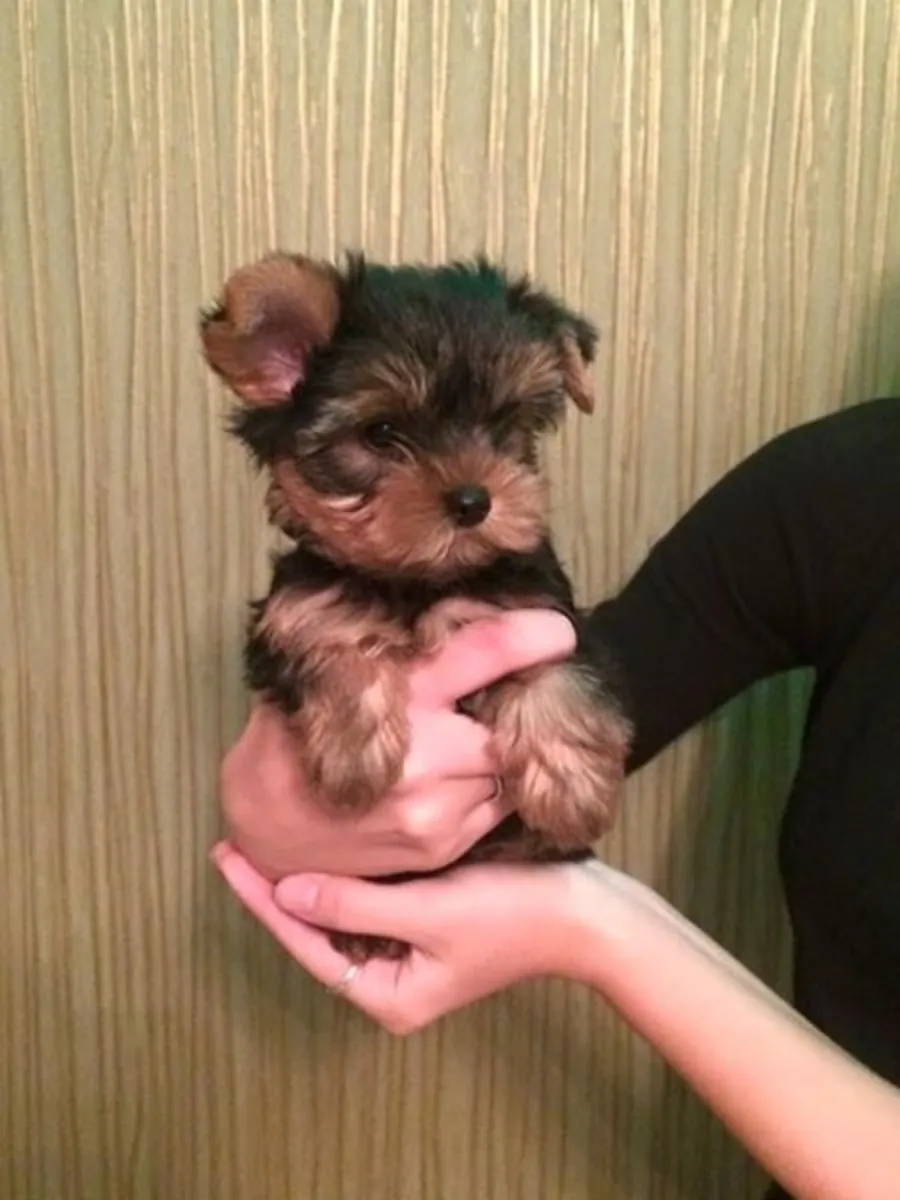 CHIOTS YORKSHIRE TERRIER