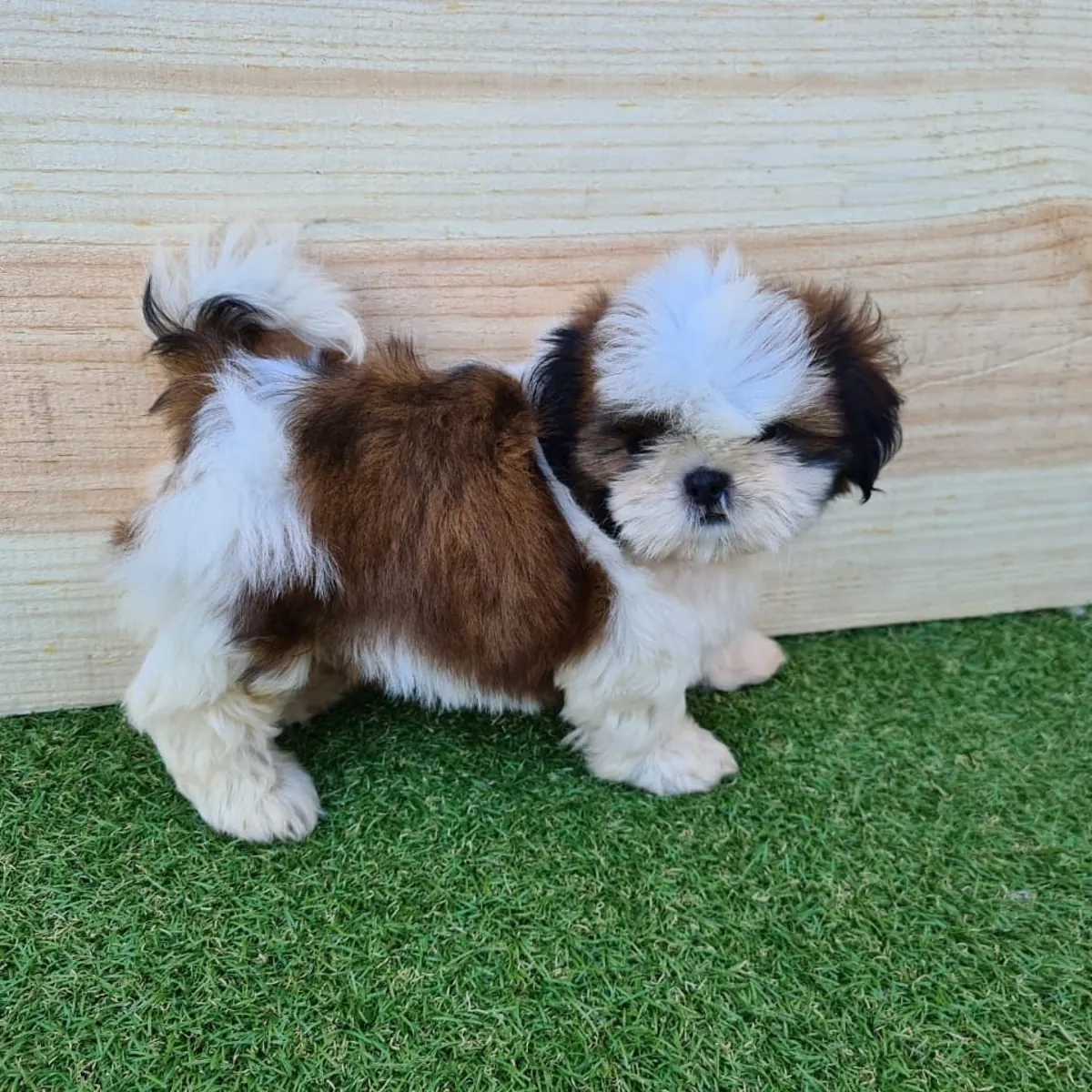 Щенки чистокровных ши-тцу