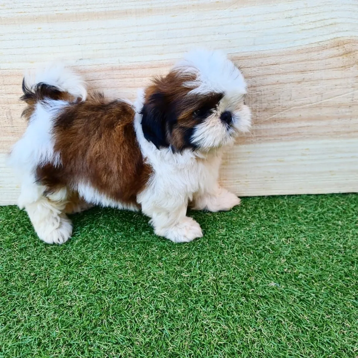 Щенки чистокровных ши-тцу