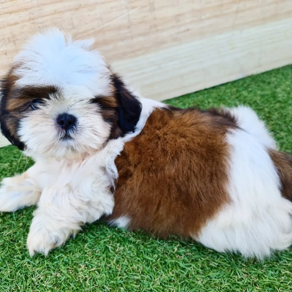 Щенки чистокровных ши-тцу