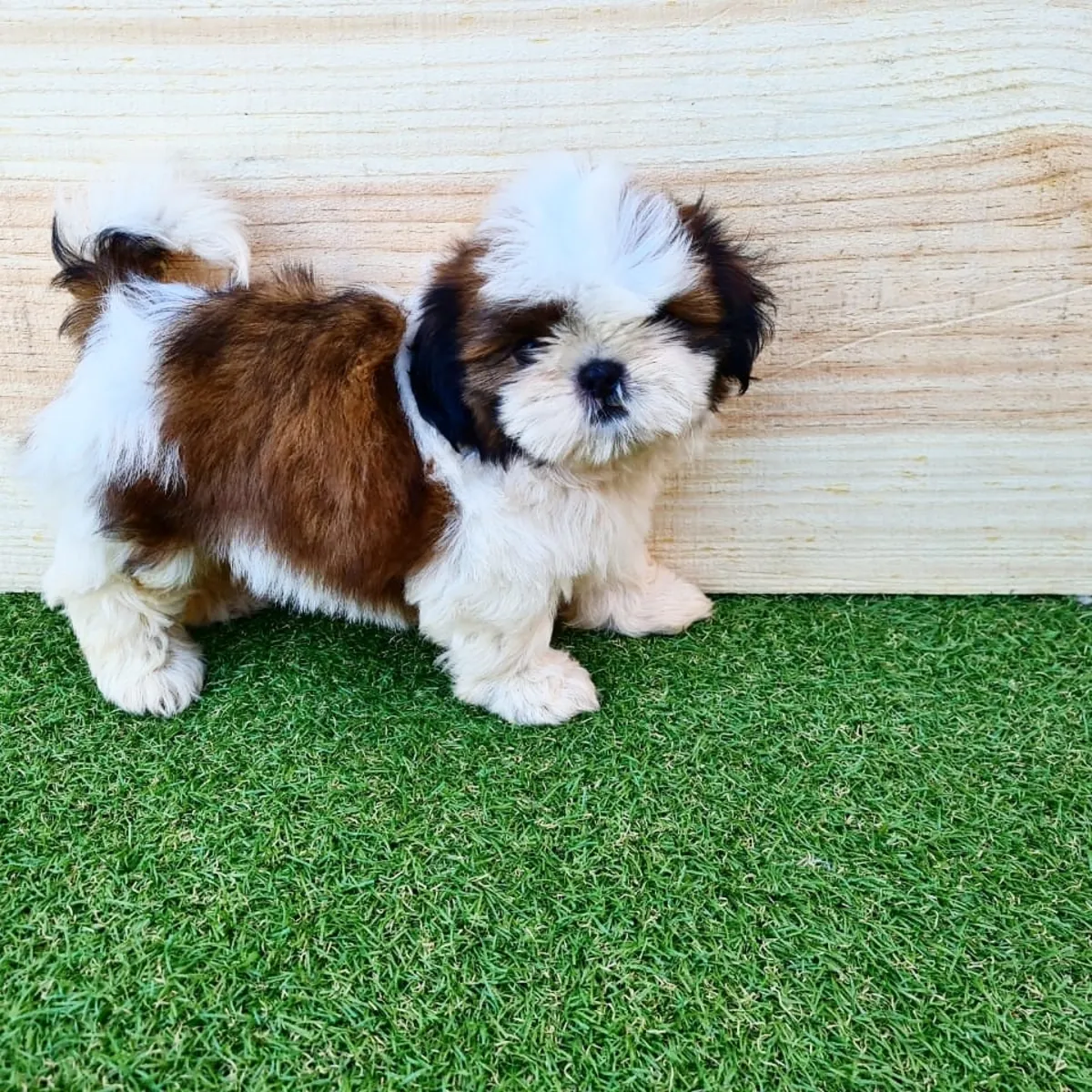 Щенки чистокровных ши-тцу