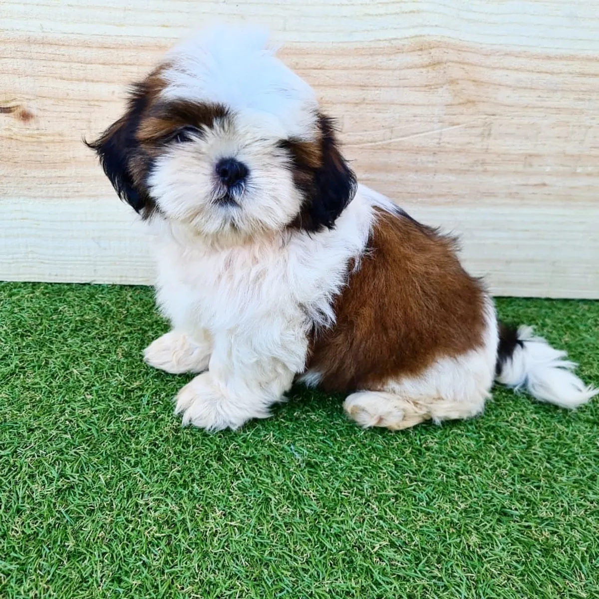 Щенки чистокровных ши-тцу