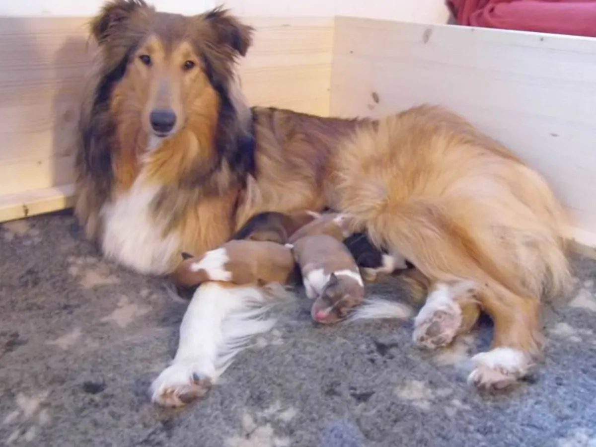 Cachorros de Collie de pelo largo (Lessie)