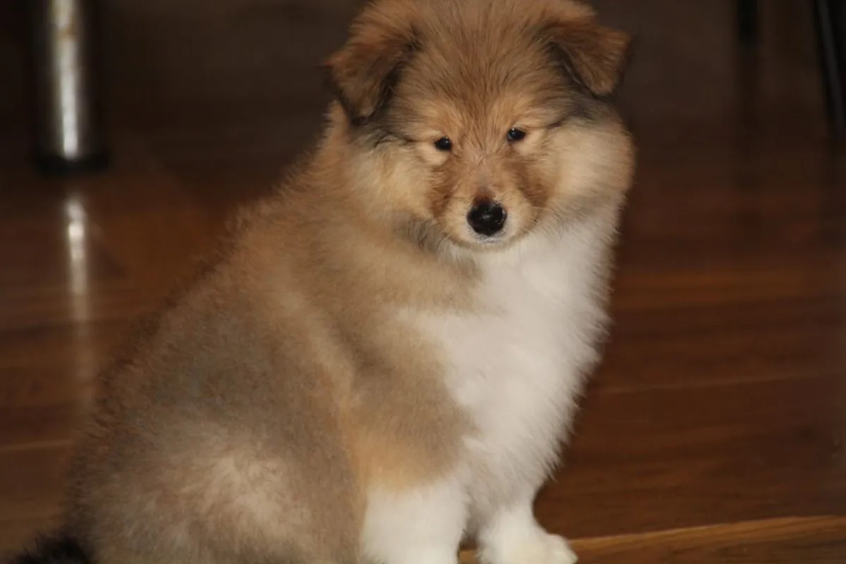 CACHORROS DE COLLIE DE RAZA PURA