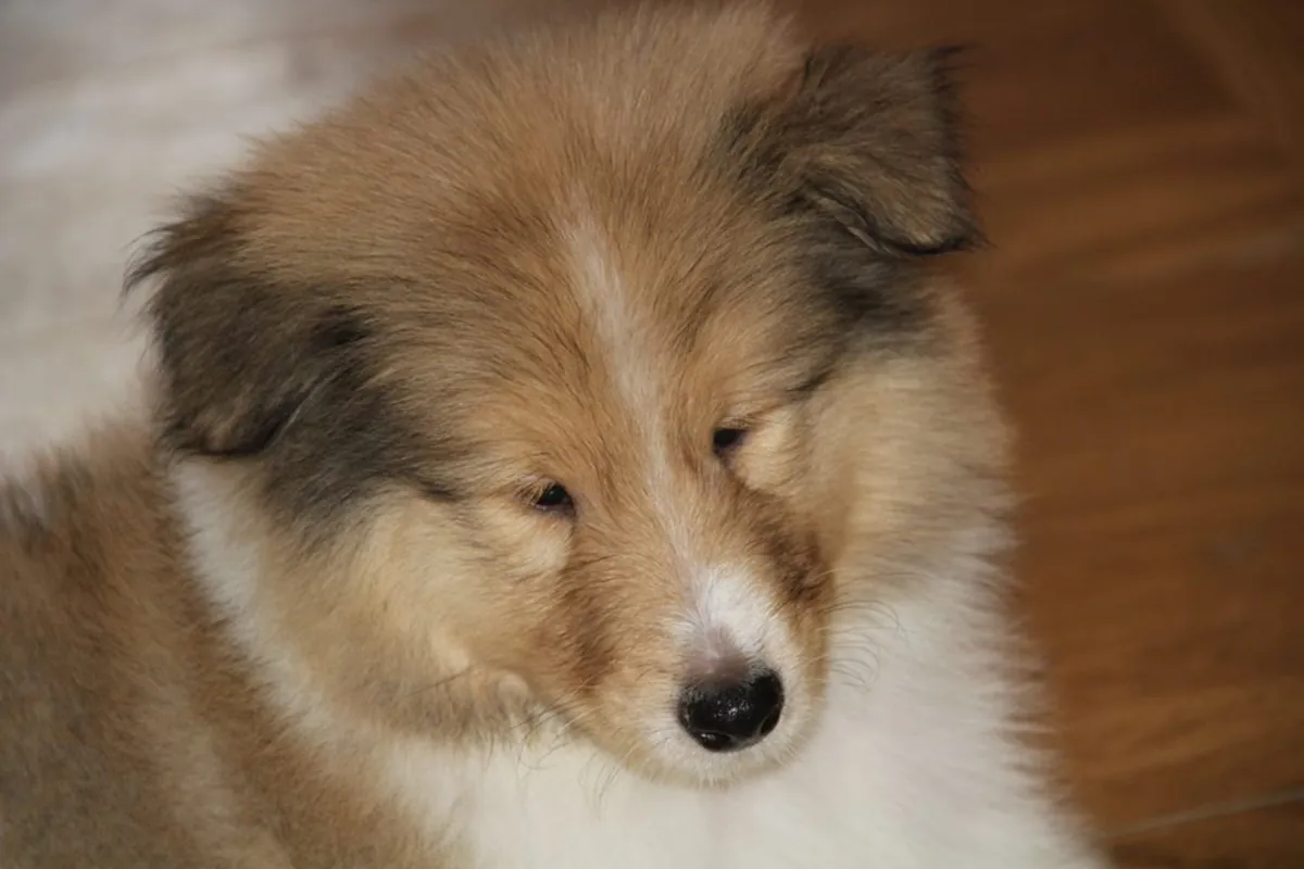 CACHORROS DE COLLIE DE RAZA PURA
