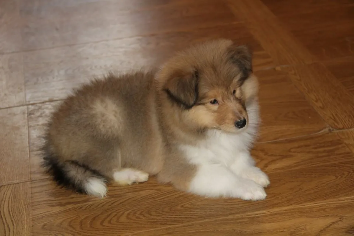 CACHORROS DE COLLIE DE RAZA PURA