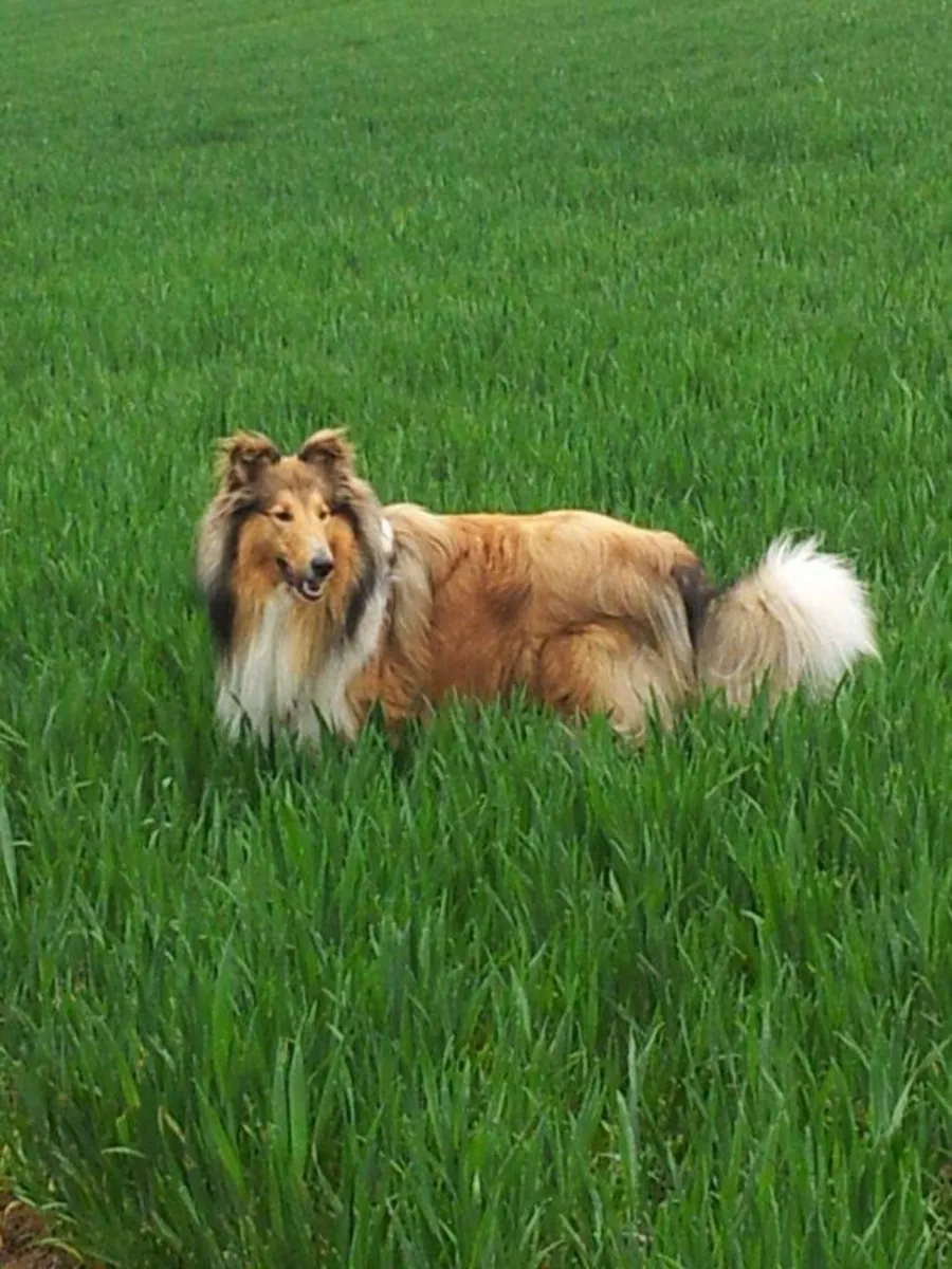 CACHORROS ESPECIALES DE COLLIE DE VIDA RÍGIDA