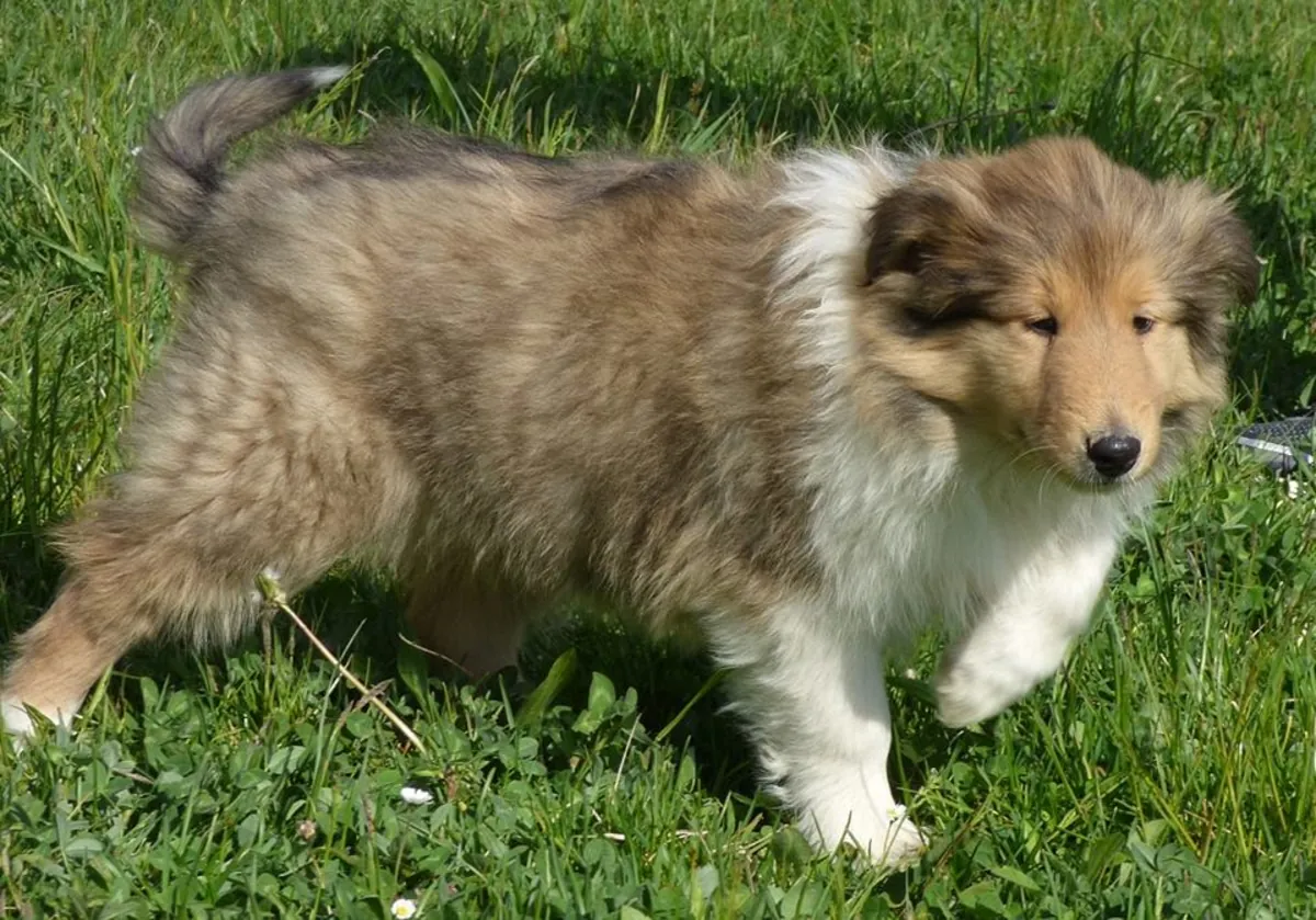 CACHORROS ESPECIALES DE COLLIE DE VIDA RÍGIDA