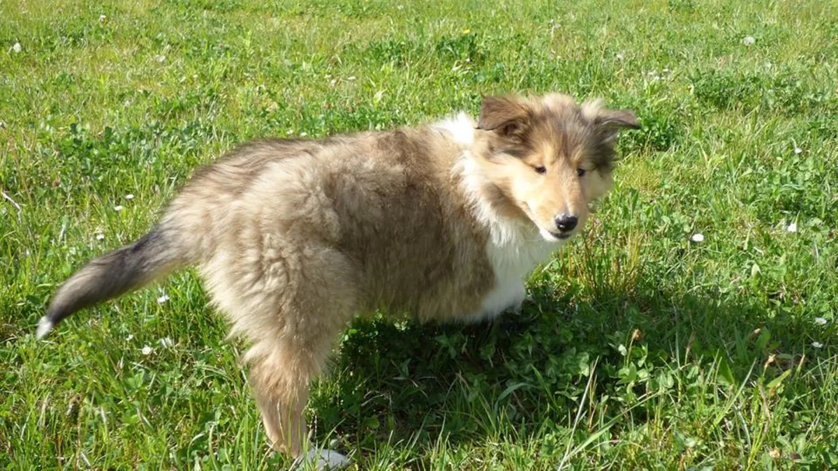 CACHORROS ESPECIALES DE COLLIE DE VIDA RÍGIDA
