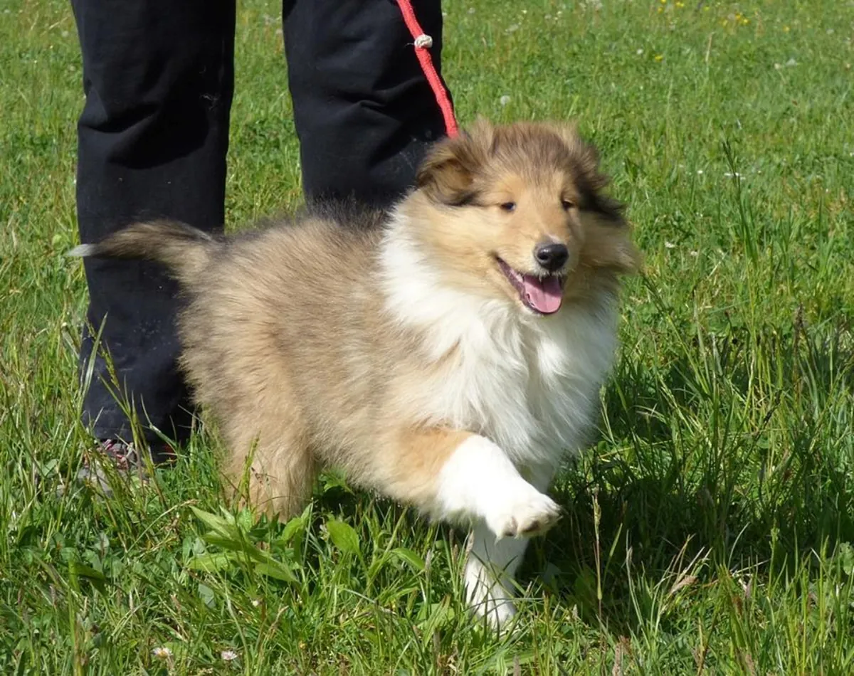 CACHORROS ESPECIALES DE COLLIE DE VIDA RÍGIDA