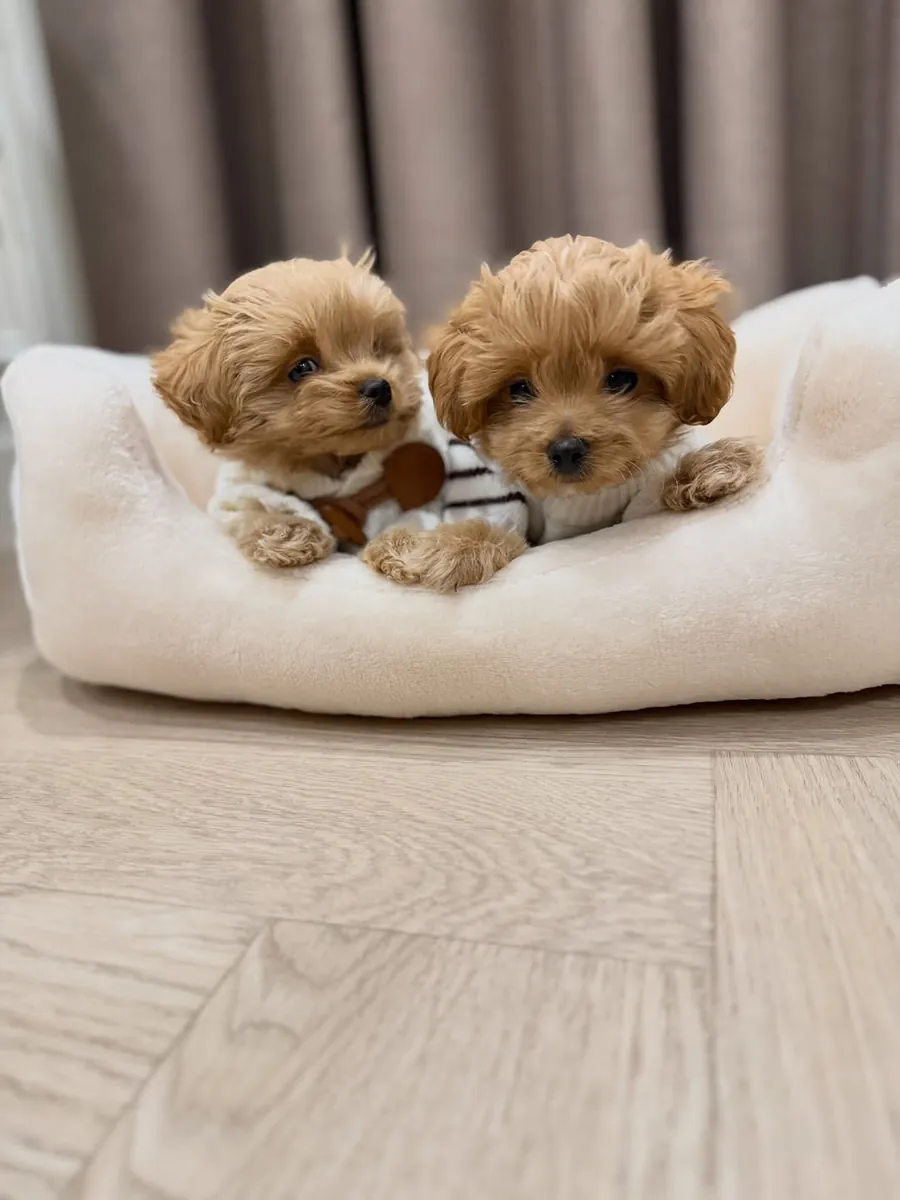cachorros Maltipoo