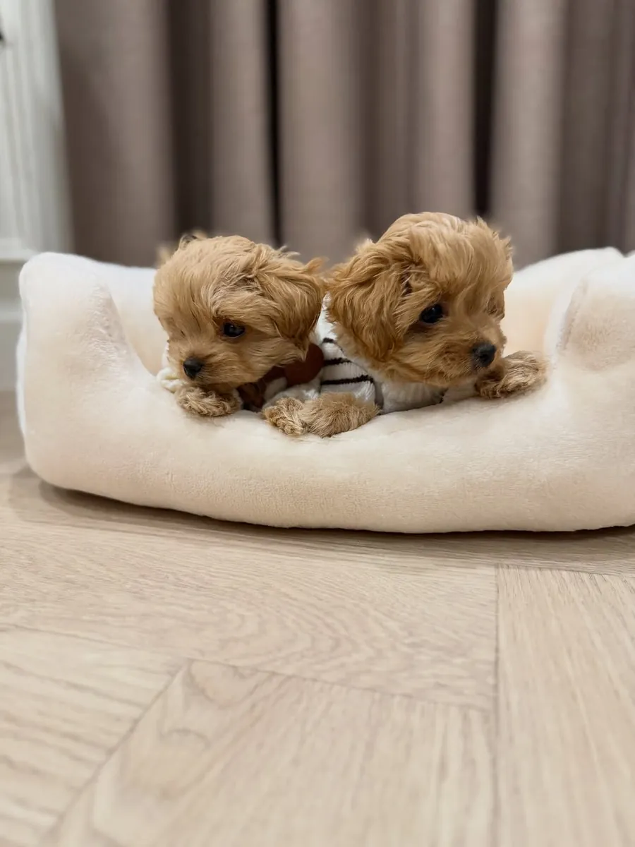 cachorros Maltipoo