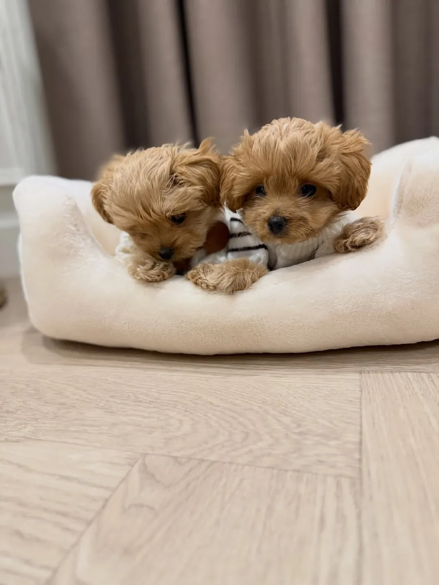 cachorros Maltipoo