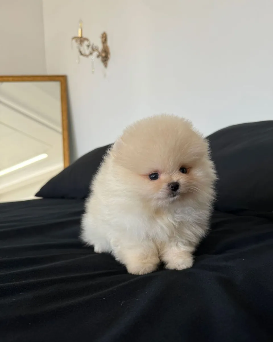 Cachorros de Pomerania Boo